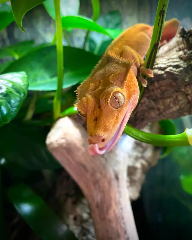 Gecko à crête    Terrarium - Photo 2