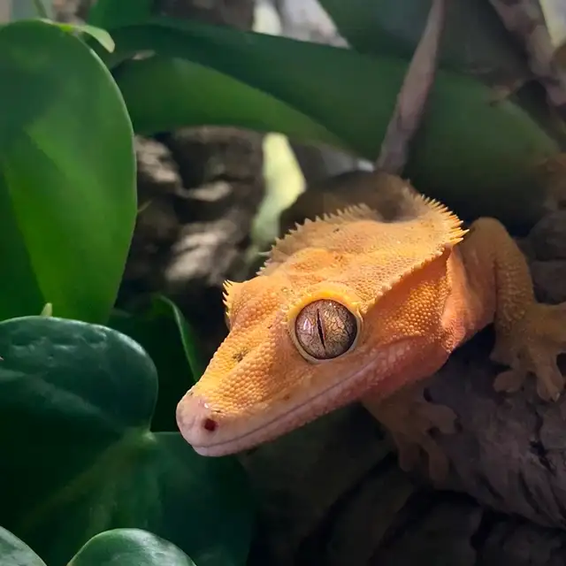 Gecko à crête    Terrarium - Photo 3