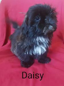 Shih Tzu Puppies.  Located in Cumberland Bay NB.