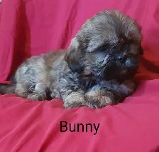 Shih Tzu Puppies.  Located in Cumberland Bay NB. - Photo 5