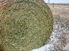 Alfalfa Hay 2nd Cut