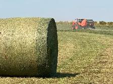 Alfalfa Hay 2nd Cut - Photo 3