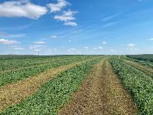 Alfalfa Hay 2nd Cut - Photo 5