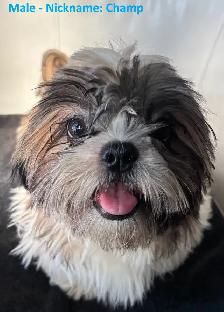 Shih Tzu Puppies for Sale