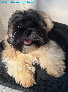 Shih Tzu Puppies for Sale - Photo 3