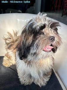 Shih Tzu Puppies for Sale - Photo 4