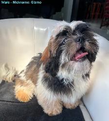 Shih Tzu Puppies for Sale - Photo 5