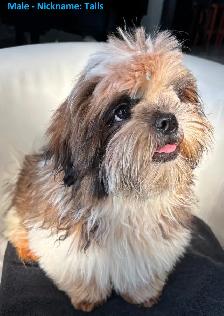 Shih Tzu Puppies for Sale - Photo 6