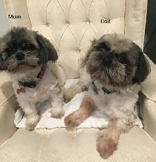 Shih Tzu Puppies for Sale - Photo 7