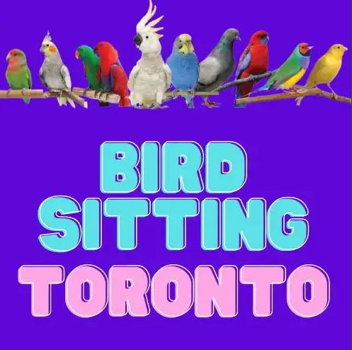 BIRD BOARDING TORONTO! | TEXT 647-490-7156