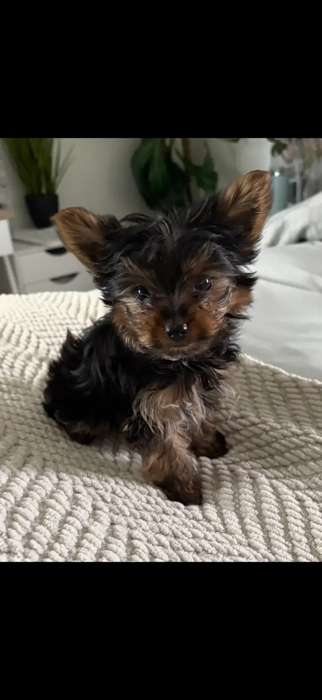 Teacup Yorkie puppy