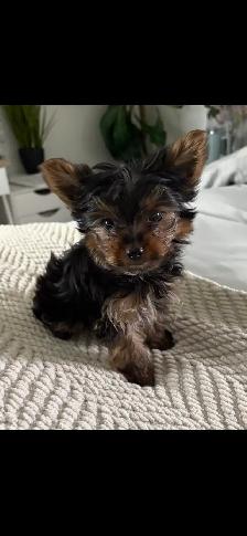 Teacup Yorkie puppy
