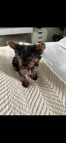 Teacup Yorkie puppy - Photo 2