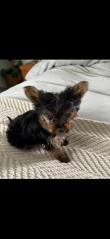 Teacup Yorkie puppy - Photo 3