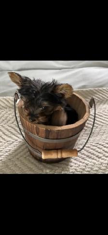 Teacup Yorkie puppy - Photo 4