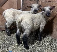 Sheep.  Ram lambs for sale.   2 months old. Approx 60 lbs