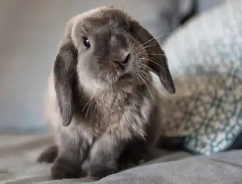 Lapin à donner, on cherche une bonne famille