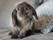 Lapin à donner, on cherche une bonne famille