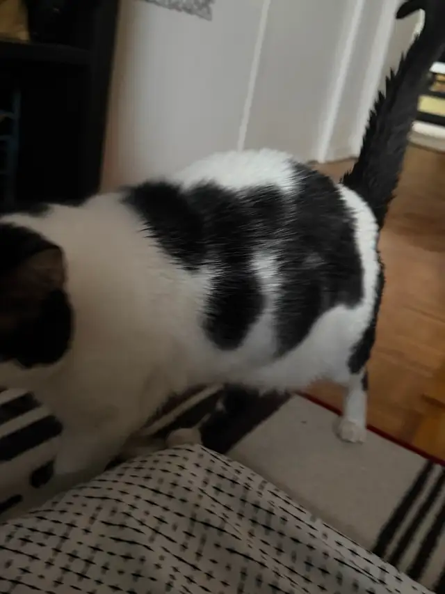 Need shorthair domestic cat gone.