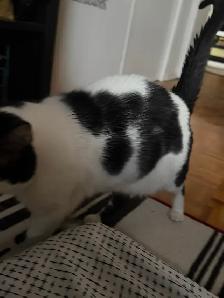 Need shorthair domestic cat gone.