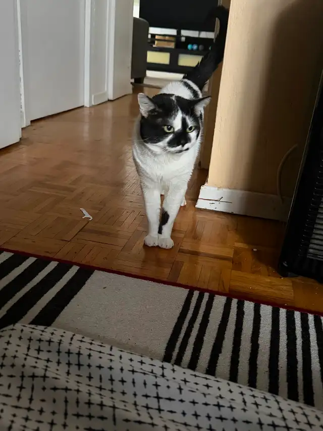 Need shorthair domestic cat gone. - Photo 2