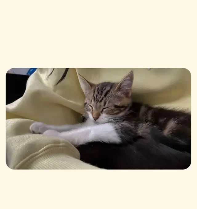 4 month old male fixed cat.