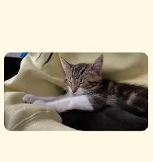 4 month old male fixed cat.