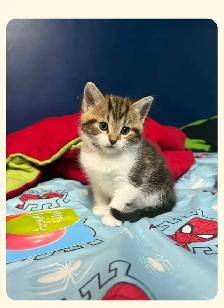 4 month old male fixed cat. - Photo 2