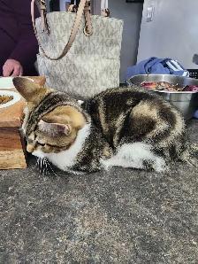 4 month old male fixed cat. - Photo 3