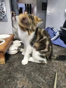 4 month old male fixed cat. - Photo 4