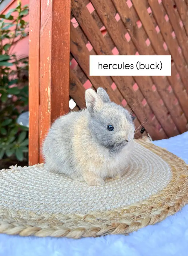 Tiny Netherland Dwarf baby bunnies