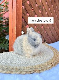 Tiny Netherland Dwarf baby bunnies - Photo 1