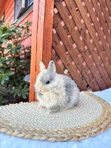 Tiny Netherland Dwarf baby bunnies - Photo 2