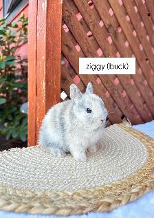 Tiny Netherland Dwarf baby bunnies - Photo 3