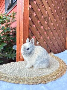 Tiny Netherland Dwarf baby bunnies - Photo 4