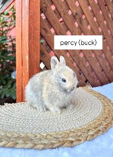 Tiny Netherland Dwarf baby bunnies - Photo 5