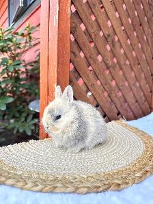 Tiny Netherland Dwarf baby bunnies - Photo 6