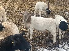 Hundred pound Easter lamb - Photo 2