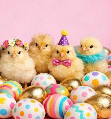 easter chick rehoming. adoption poussin paques - Photo 2