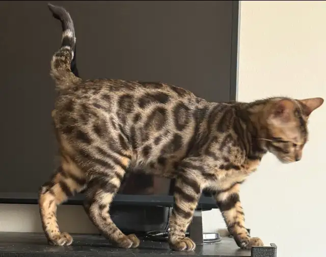 Male Bengal