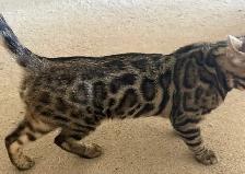 Male Bengal - Photo 2