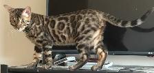 Male Bengal - Photo 3