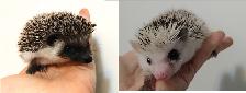 ♥Full mask Gloria or split face Bliss baby girl hedgehogs. Habit