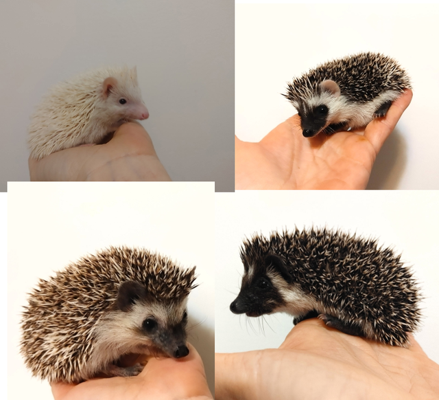 ♥U Pick: Baby boy hedgehogs!