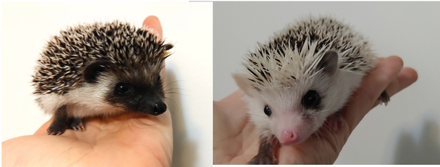 ♥Full mask Gloria or split face Bliss baby girl hedgehogs. Habit