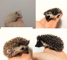 ♥U Pick: Baby boy hedgehogs!!
