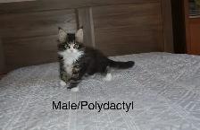 Beautiful purebred Maine Coon kittens - Photo 5