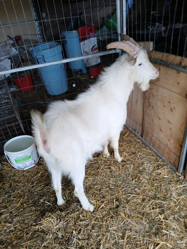 Sannen purebred Male goat