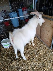 Sannen purebred Male goat
