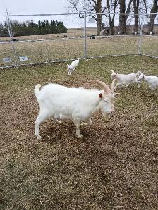 Sannen purebred Male goat - Photo 2